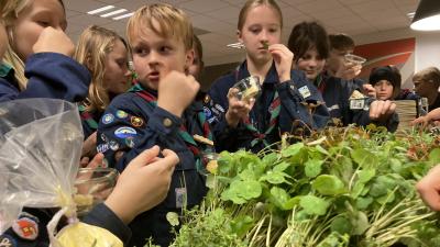 Juniorspejdere smager krydderurter